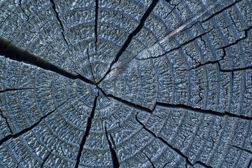 Round cut down tree with annual rings and cracks.