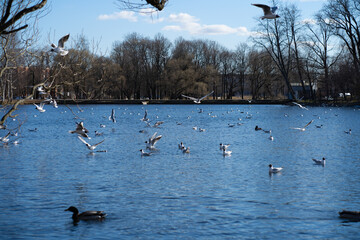 birds in the lake in park
