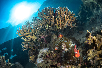 Stunning large hard corals on coral reef in Papua New Guinea