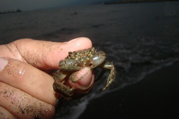 Crab. 
exotic veterinarian holding a small crab.
close up of a crab claws, claw.
a crab on the hand.
wildlife vet, wild nature.
crustacean, marine animals, animal, water, beach, ocean, sea, river