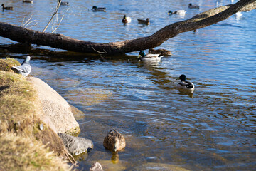 birds in the lake in park