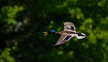 duck in flight