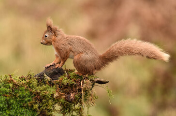 Naklejka na ściany i meble Small eurasian red squirrel facing left on a mossy branch in Scotland