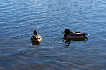 two ducks on the water