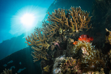 Stunning large hard corals on coral reef in Papua New Guinea