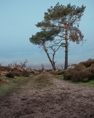 Obraz premium tree in the heath