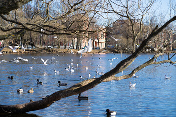 birds in the lake in park