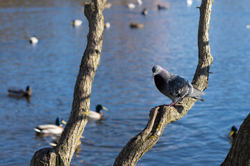 pigeon on a branch in park