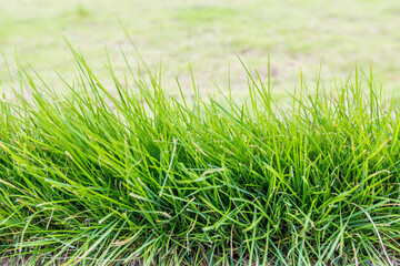 Grass growing in meadow background