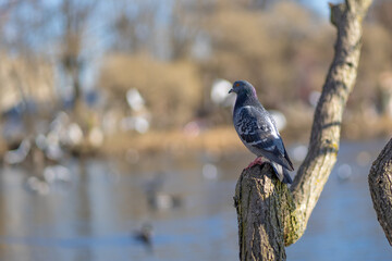 pigeon on a branch in park