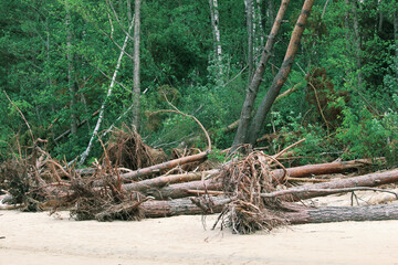 Climate Change Photography - Mature trees uprooted and lying on the beach due to strong cyclonic winds and soil erosion caused by rising sea levels due to global warming, disrupting coastal ecology.