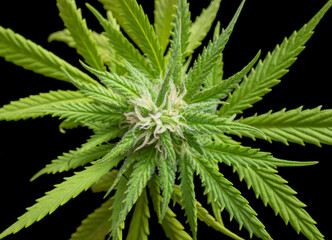 Fototapeta na wymiar flowering cannabis plant