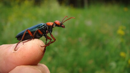 Red beetle.
an exotic veterinarian holding an insect, vet.
beautiful beetle as pet
bug in summer in the woods, forest.
insects, wild nature, wildlife.
bugs, animals, animal, arthropods, invertebrates