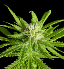 flowering cannabis plant