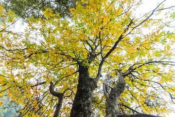 Various views of Autumn in a forest
