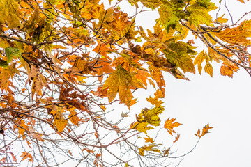 Various views of Autumn in a forest

