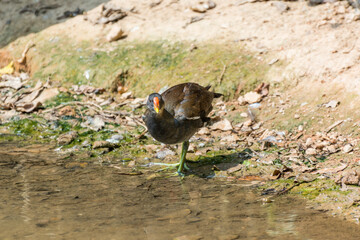 A dusky moorhen,  Gallinula chloropus, walking at the lakeside, a bird species in the rail family...