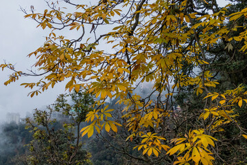 Various views of Autumn in a forest
