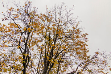 Various views of Autumn in a forest
