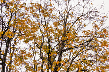 Various views of Autumn in a forest
