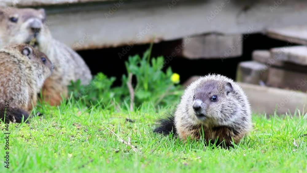 Poster mother groundhog, marmota monax, looks over two young kits in grass before they run under deck