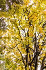 Various views of Autumn in a forest
