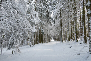 Winterwonderland in den Vogesen nahe Welschbruch