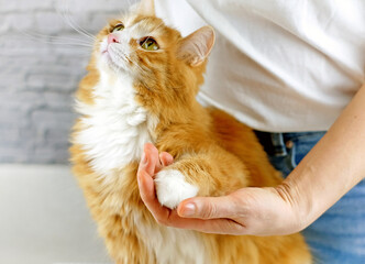 Tender love and friendship between human and animal. Human hand holding a paw of cat. Selective...