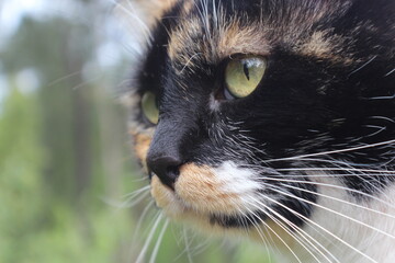 Retrato de una gata tricolor