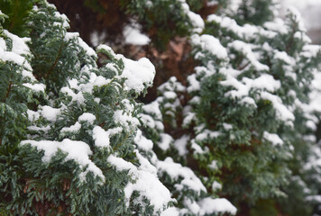 Layers of white snow on gree fir tree branches in the winter, daytime, with copy space