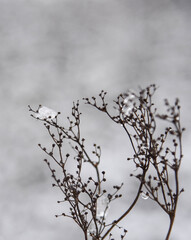 Fototapeta na wymiar Snow on empy twigs against a grey background on a cold day in winter