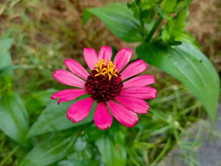 Obraz premium Pink flower in the garden