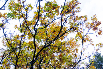 Various views of Autumn in a forest
