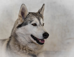 Portrait of a husky dog against a grey background with copy space