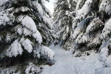 Winterwonderland in den Vogesen nahe Welschbruch