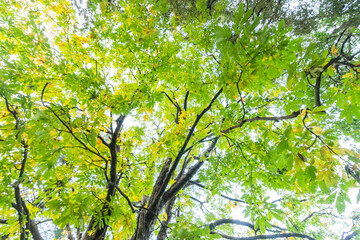 Various views of Autumn in a forest
