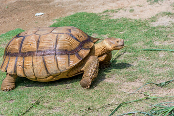 Brown Grooved Tortoise, African Spurred Tortoise or Geochelone sulcata crawling on grassland slowly