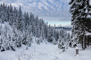 Many snow-covered Christmas trees under the beautiful sky in the Carpathian Mountains, Marmaros, Ukrainian-Romanian border