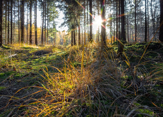 sunny evening forest