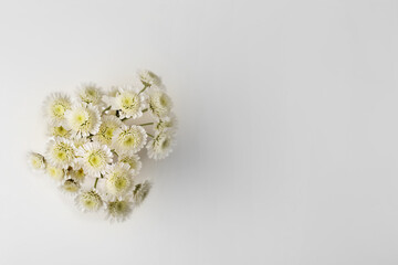 Chrysanthemum flowers - bouquet of white small flowers on white background