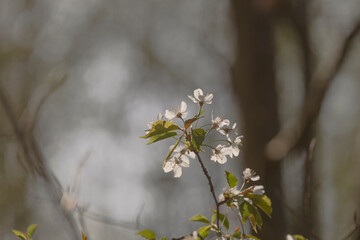 Blossoms of a wild cherry on a branch in the wood