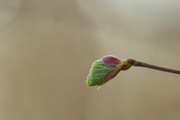 Young beech leaves appear from a bud