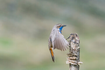 Fine art portrait of Bluethroat male landing on the trunk (Luscinia svecica)