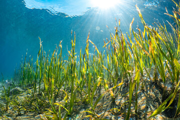 Fototapeta na wymiar Sea grass in the shallows with rays of sunshine piercing the water