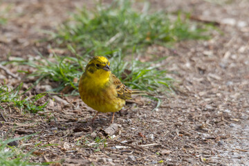 Yellowhammer looks for food on the forest floor