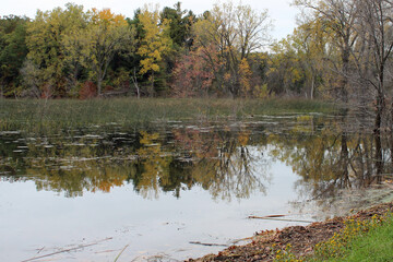 Reflections of Trees on Water