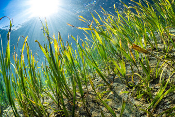 Sea grass in the shallows with rays of sunshine piercing the water