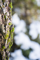 Green moss on the tree in the garden or forest. Winter background with snow.