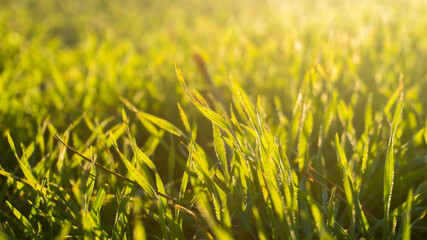 green grass with sun rays