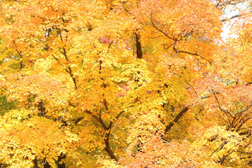 All the Colors of Fall